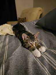 Mia R. avec son chat et le produit PawZena